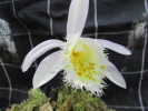 P.grandiflora P.grandiflora
