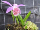 P.limprichtii P.limprichtii