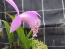 P.limprichtii P.limprichtii