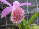 P.limprichtii P.limprichtii