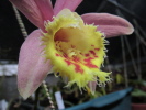P.Orizaba 'Fish Eagle' P.Orizaba 'Fish Eagle'