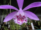 P.Piton P.Piton