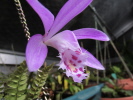P.Piton P.Piton