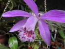 P.Piton P.Piton