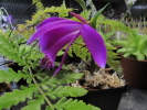 P.pleionoides P.pleionoides
