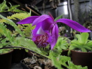 P.pleionoides P.pleionoides