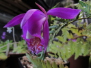 P.pleionoides P.pleionoides