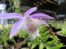 P.formosana 'Rossini' P.formosana 'Rossini'