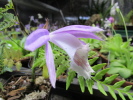 P.formosana 'Rossini' P.formosana 'Rossini'
