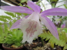P.formosana 'Rossini' P.formosana 'Rossini'