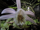 P.Shantung P.Shantung