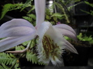 P.Shantung P.Shantung