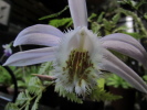 P.Shantung P.Shantung