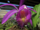 P.Tolima P.Tolima