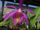 P.Tolima P.Tolima