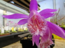 P.Tongariro P.Tongariro