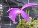 P.Tongariro P.Tongariro