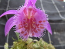 P.Tongariro