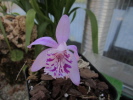 P.yunnanensis P.yunnanensis