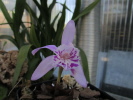 P.yunnanensis P.yunnanensis