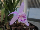 P.yunnanensis P.yunnanensis