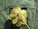 rectifolia x spec. Tolantongo rectifolia x spec. Tolantongo