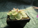 rectifolia x spec. Tolantongo rectifolia x spec. Tolantongo