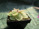 rectifolia x spec. Tolantongo