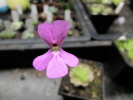spec. Tolantongo spec. Tolantongo