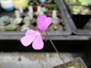 spec. Tolantongo spec. Tolantongo