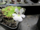 gracilis gracilis