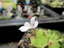 gracilis gracilis
