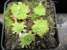 gracilis gracilis