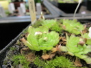 gracilis gracilis