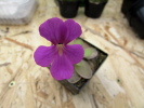 rectifolia x spec. Tolantongo rectifolia x spec. Tolantongo