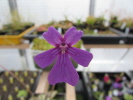 emarginata x laueana emarginata x laueana