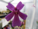 emarginata x laueana emarginata x laueana