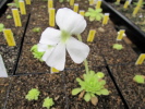moranensia var. alba moranensia var. alba