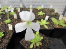 moranensia var. alba moranensia var. alba