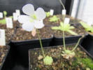 debbertiana white flower debbertiana white flower