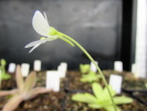 debbertiana white flower debbertiana white flower