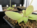 rectifolia rectifolia
