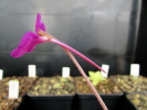 laueana x nivalis laueana x nivalis