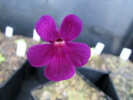 laueana x nivalis laueana x nivalis