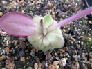 laueana Sierra Mixe laueana Sierra Mixe
