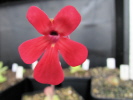 laueana Sierra Mixe laueana Sierra Mixe