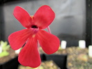 laueana Sierra Mixe laueana Sierra Mixe