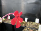 laueana Sierra MIxe laueana Sierra MIxe