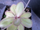 emarginata Hybride emarginata Hybride