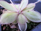 emarginata Hybride emarginata Hybride